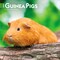 BrownTrout; Guinea Pigs | 2027 7 x 14 Inch (Hanging) Monthly Mini Wall Calendar; Category:Wall Calendars; Image:2